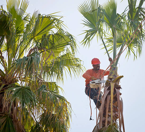 How Our Tree Care Process Works  in  Indialantic, FL