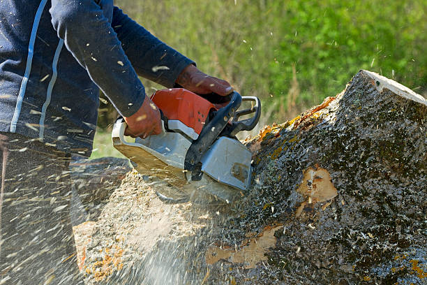 Trusted Indialantic, FL Tree Care Services Experts